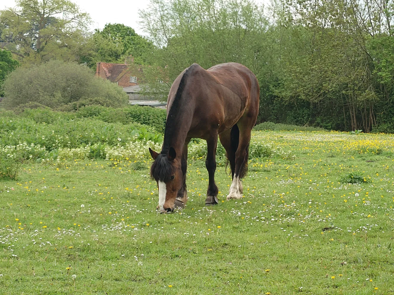 Sony Xperia 1 V horse 5x zoom