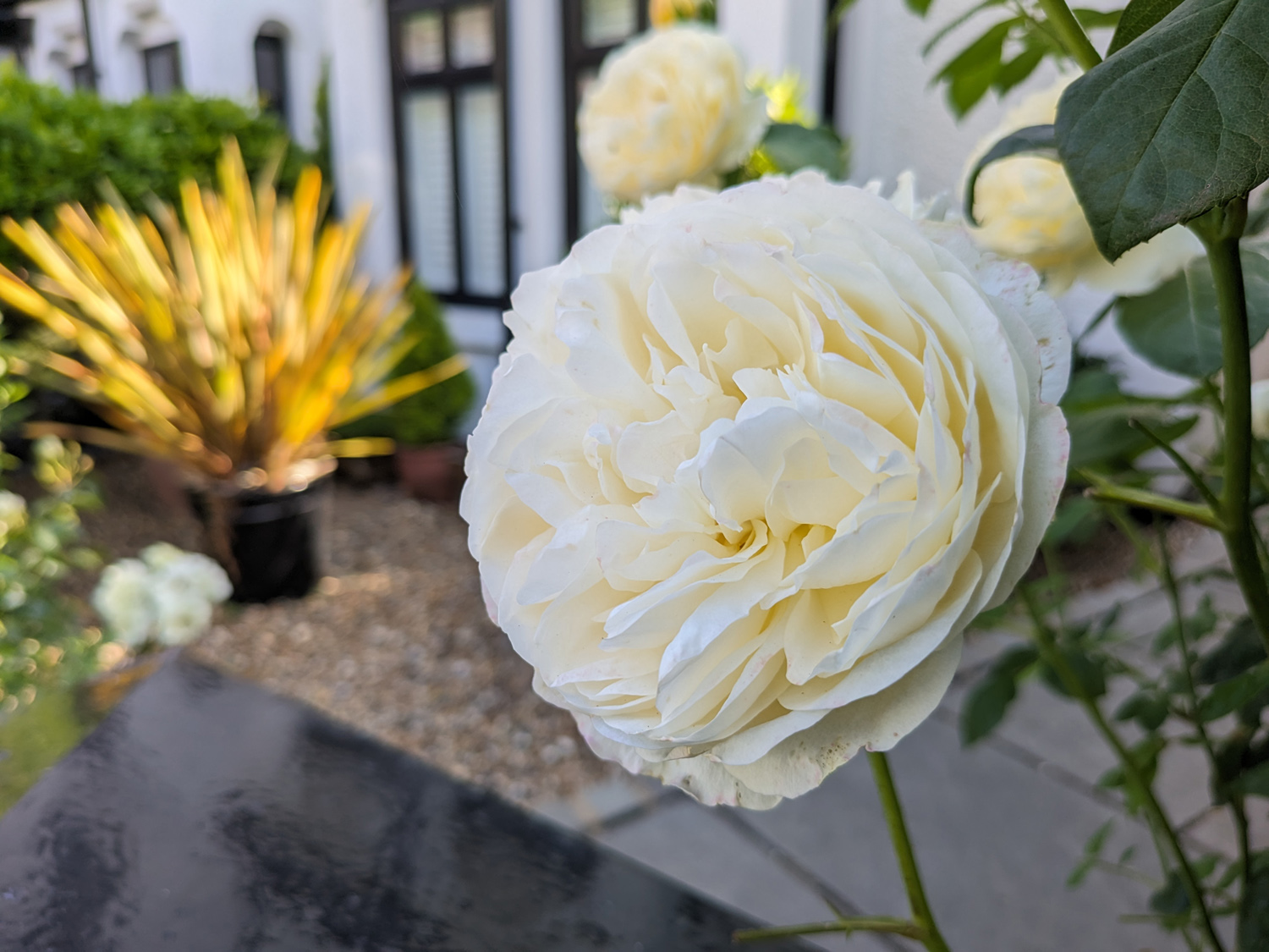 Google Pixel Fold camera samples flowers