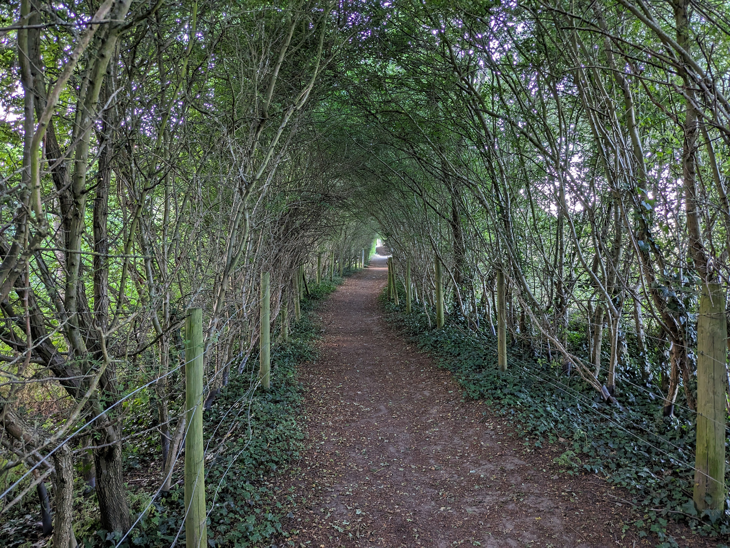 Google Pixel Fold camera samples forest path