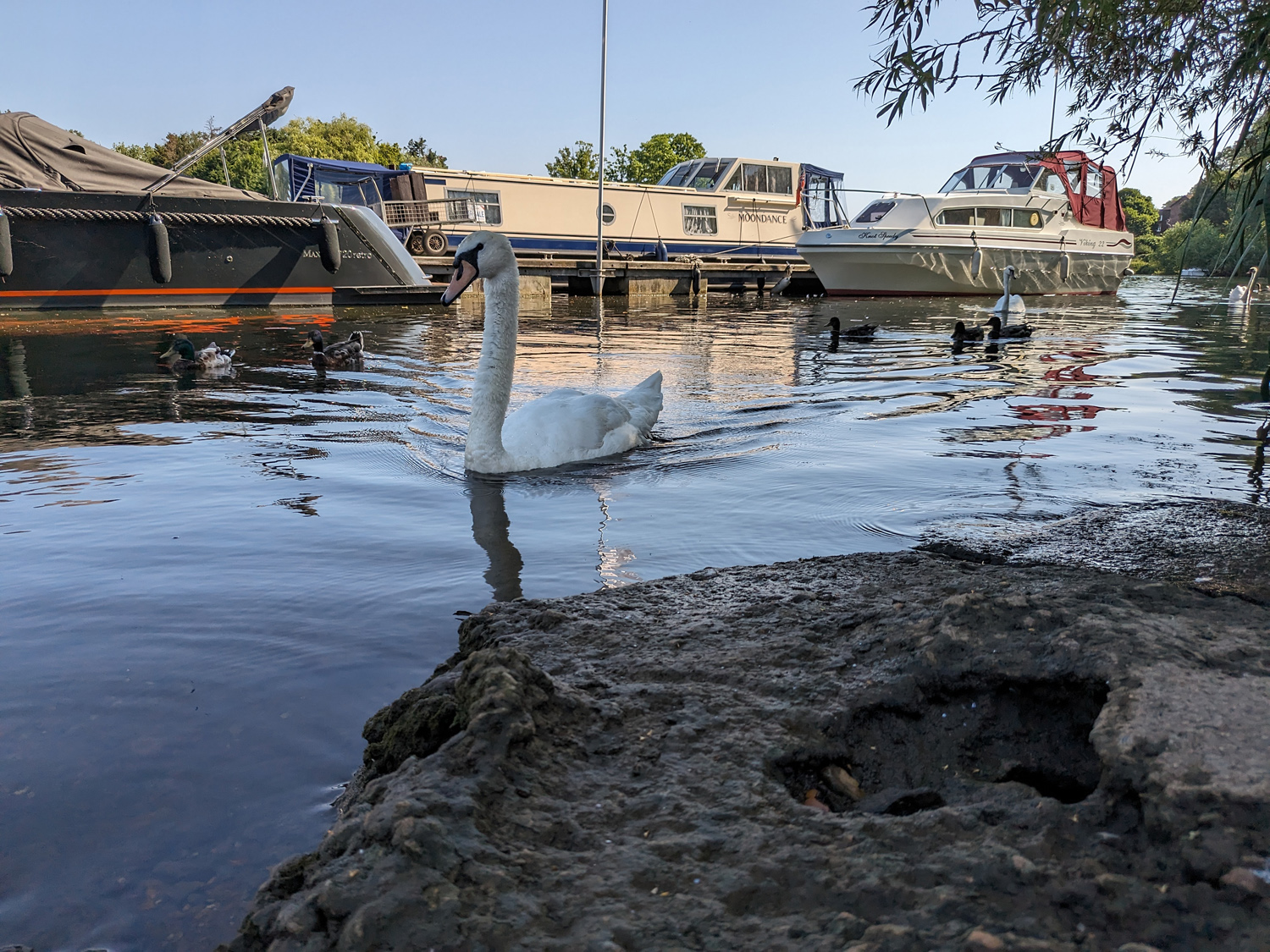 Google Pixel Fold camera samples swan