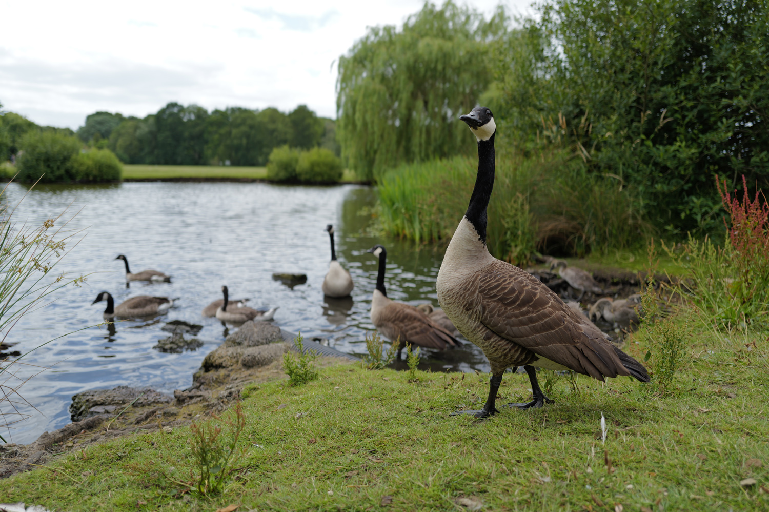 Leica Q3 camera samples goose