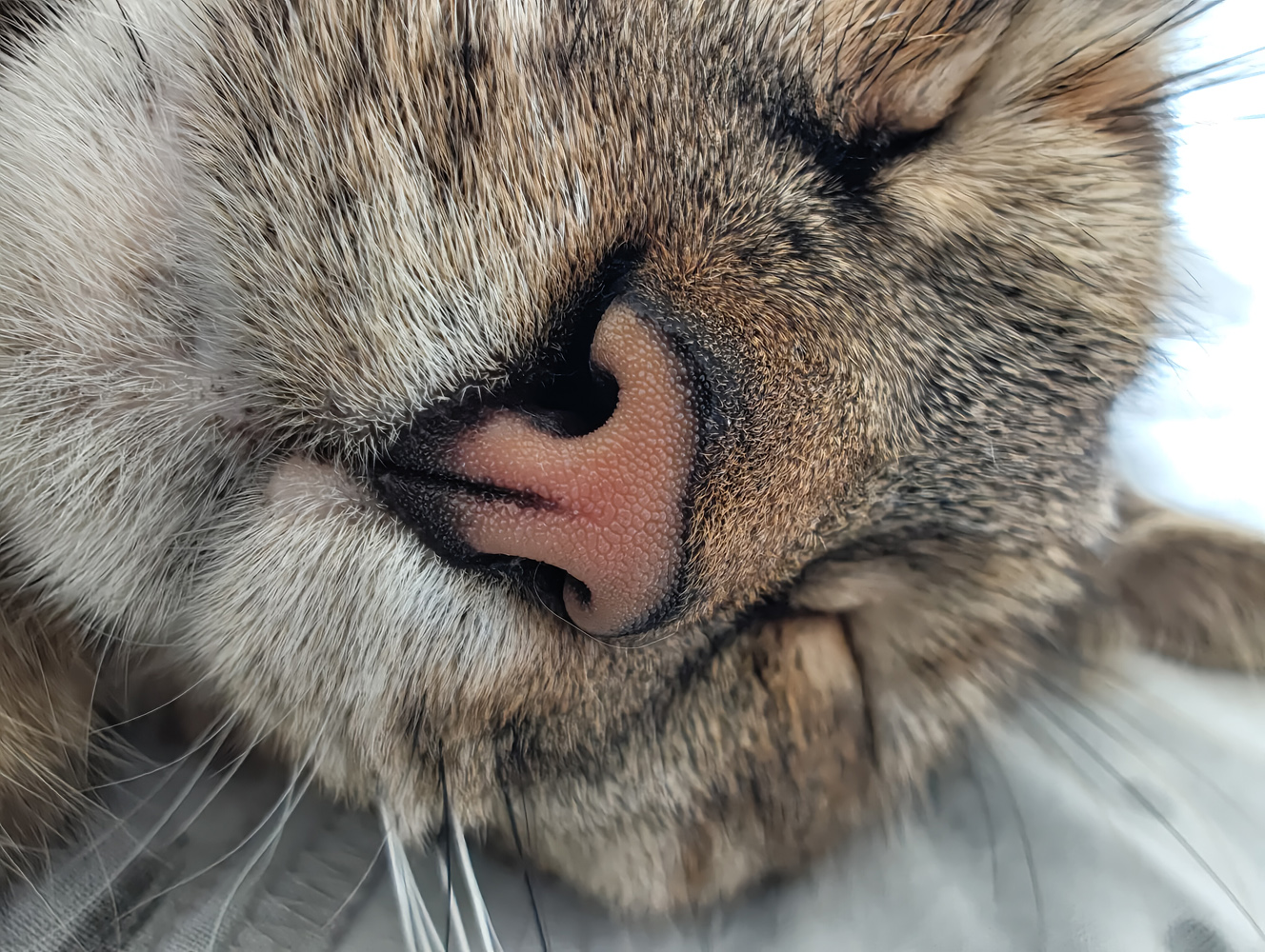 Nothing Phone 2 camera samples macro cat nose