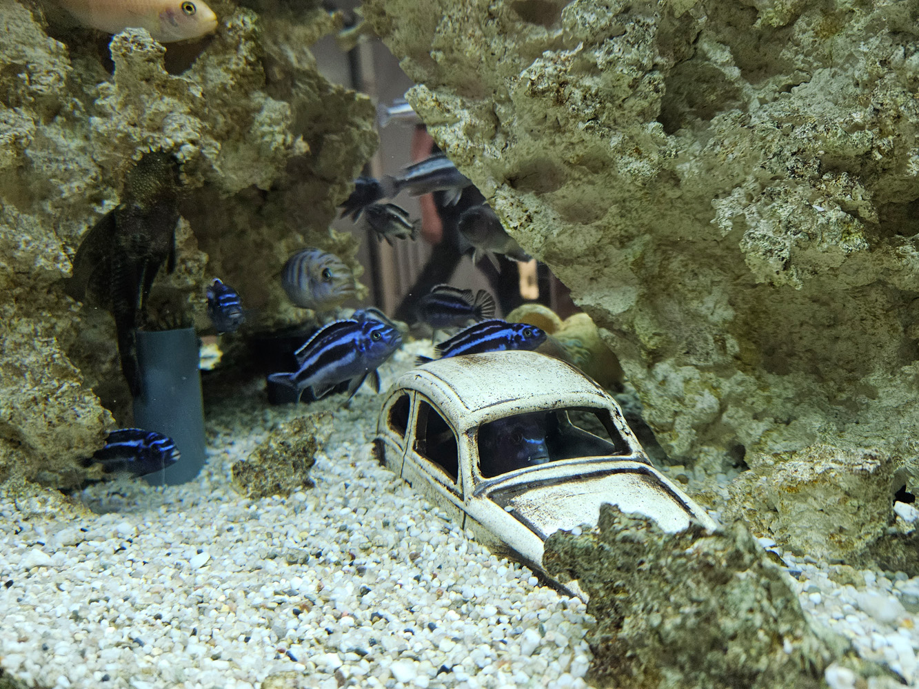 Samsung Galaxy Z Fold 5 camera samples aquarium