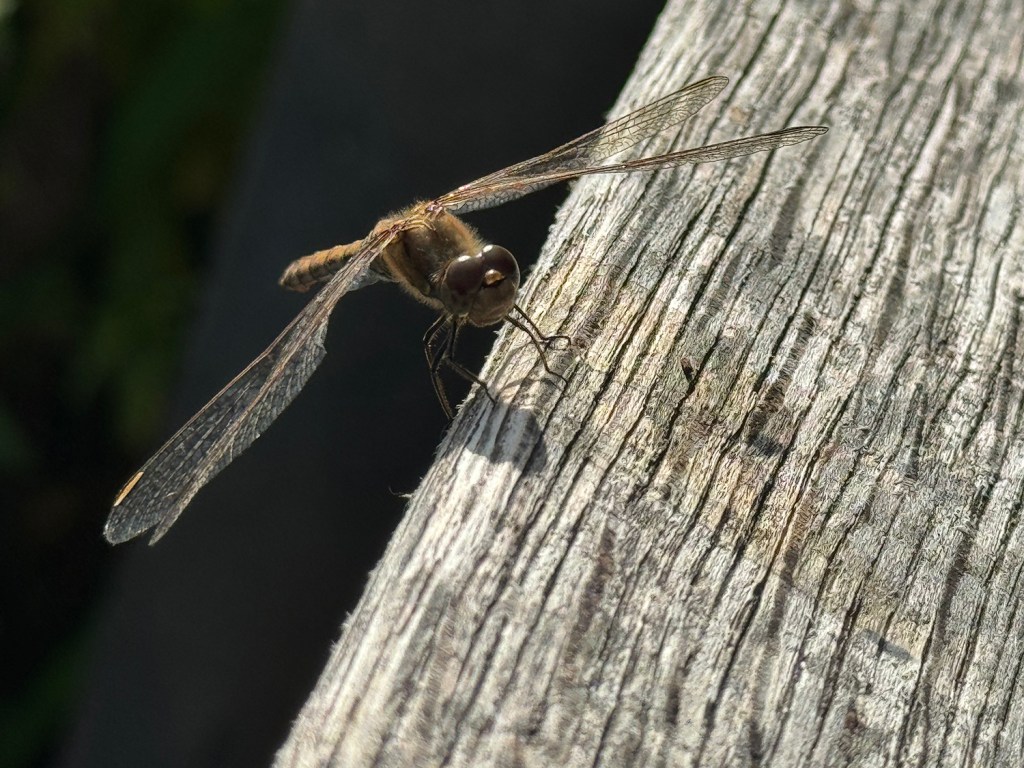 dragonfly 5x