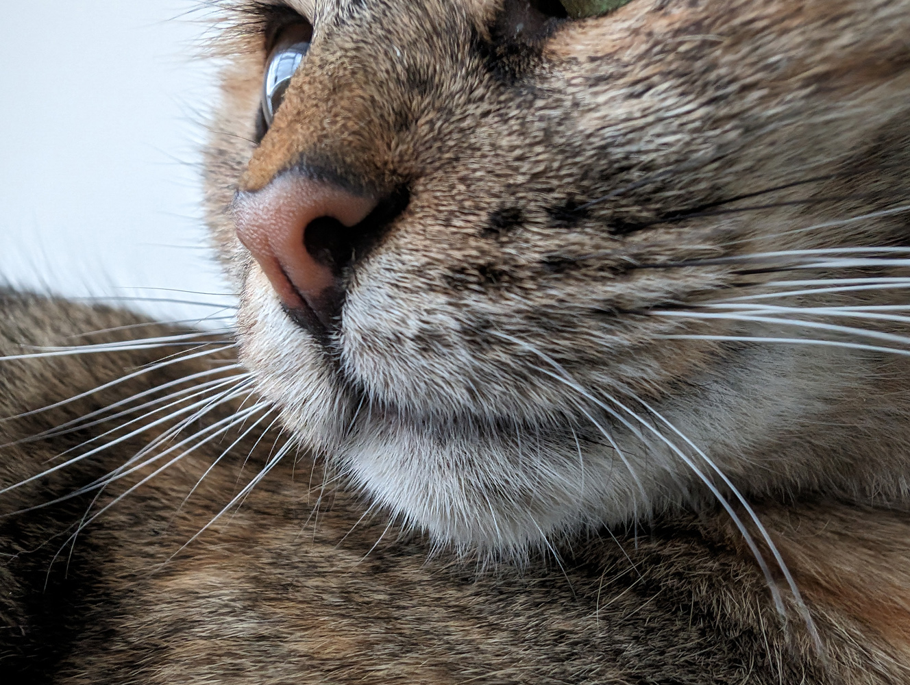 Google Pixel 8 Pro camera samples macro cat