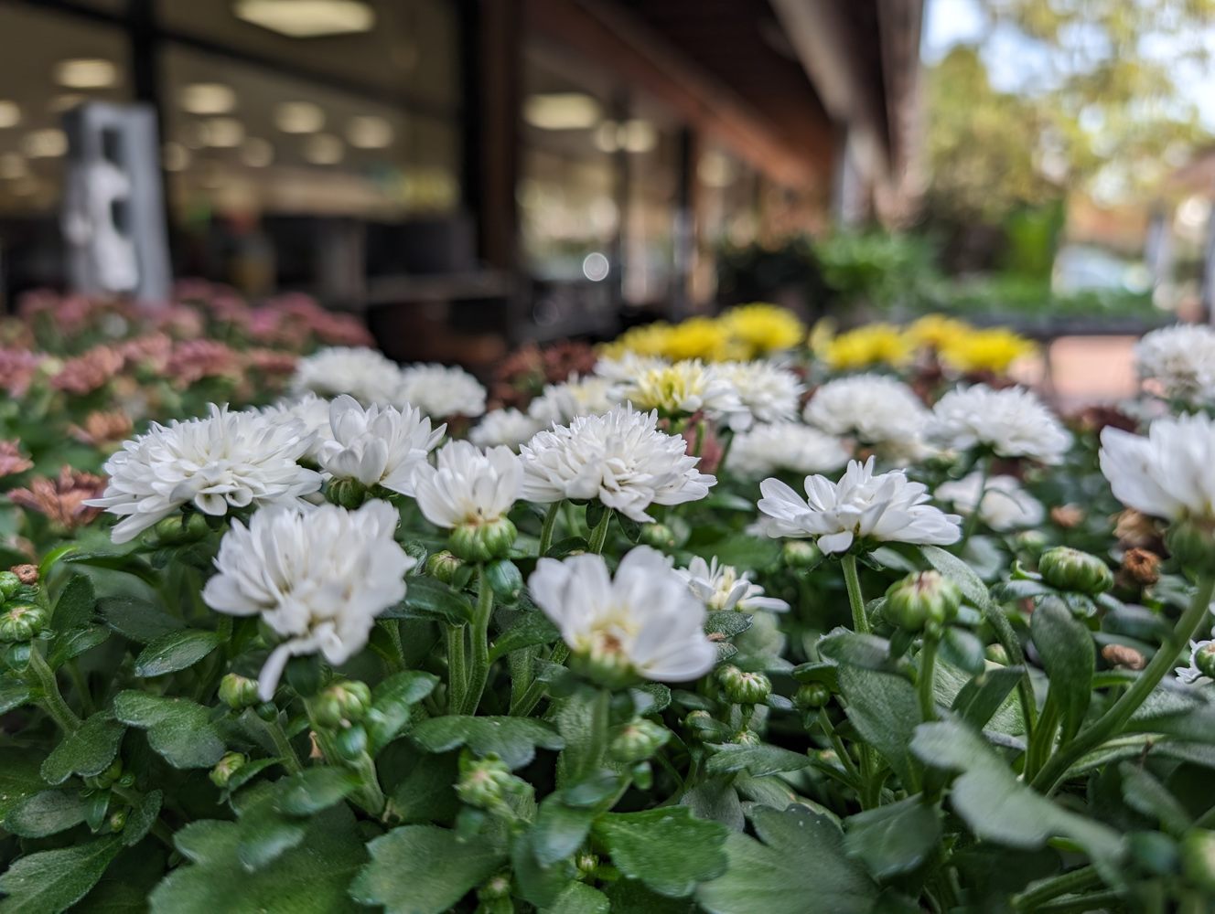 Google Pixel 8 Pro camera samples macro flowers