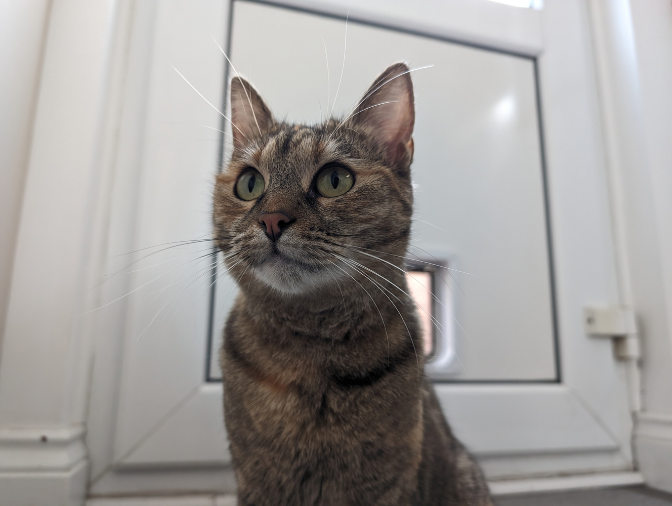 Google Pixel 8 camera samples cat