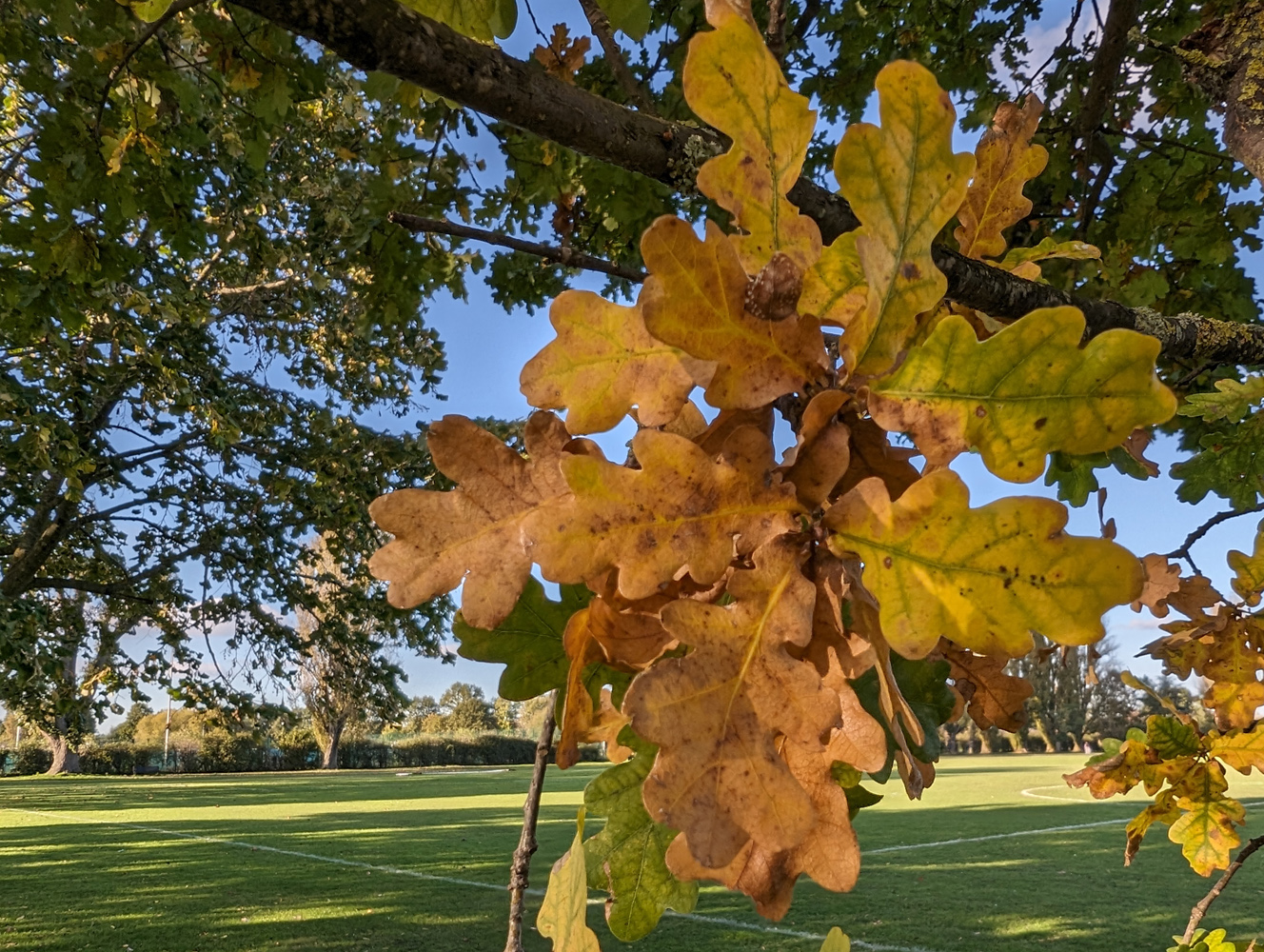 Google Pixel 8 camera samples leaves