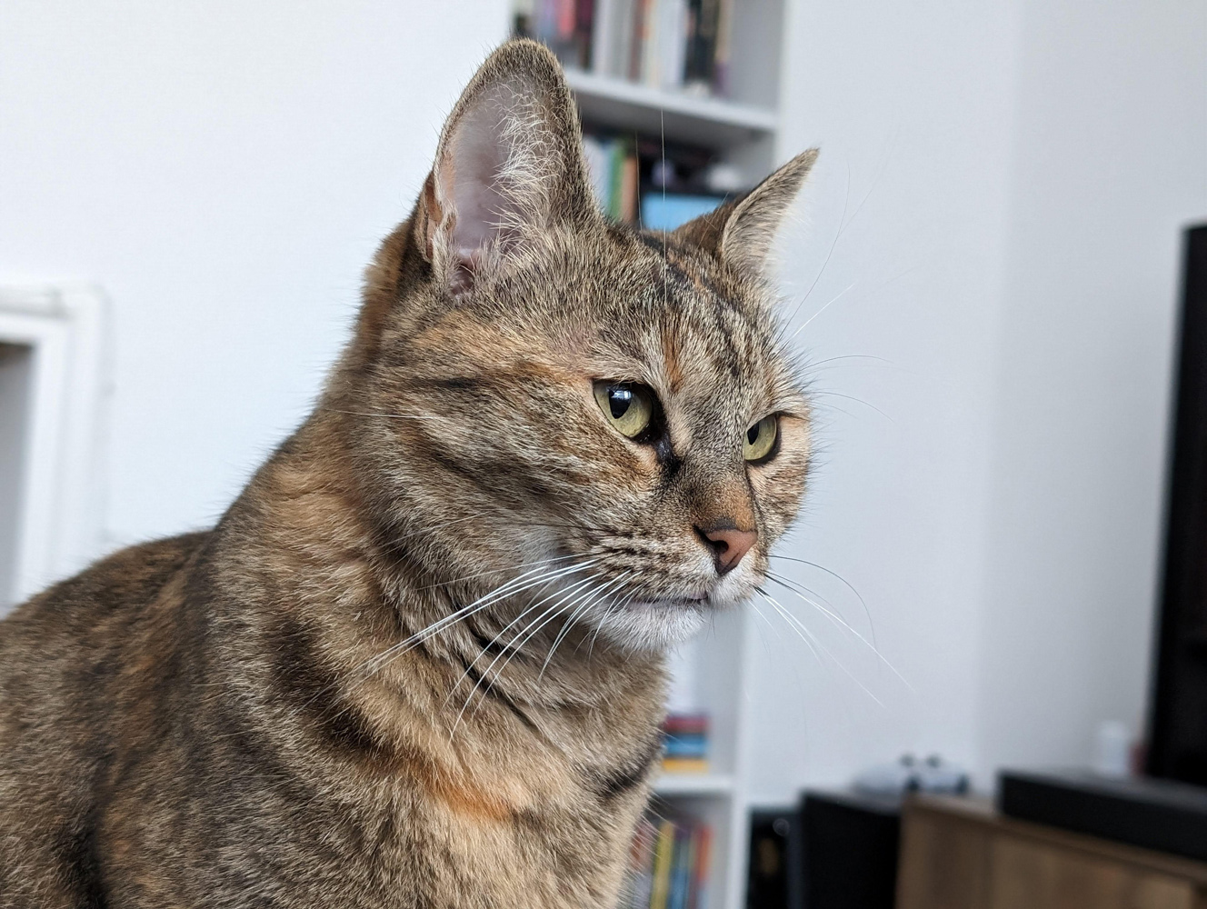Google Pixel 8 camera samples portrrait cat