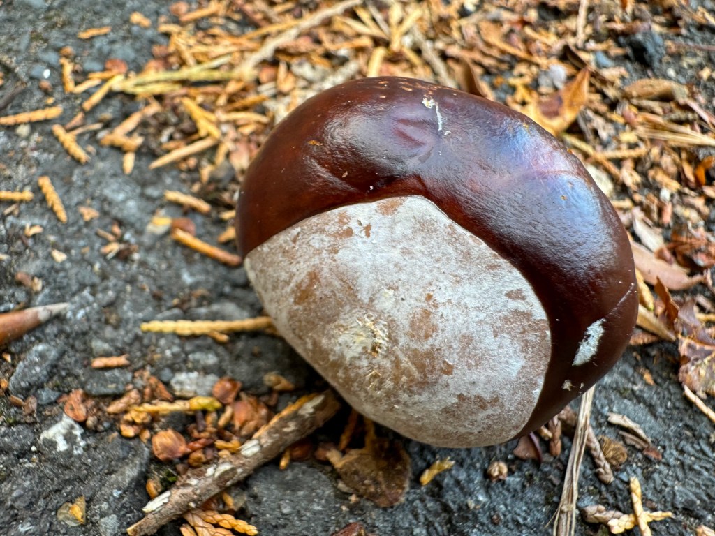 Conker