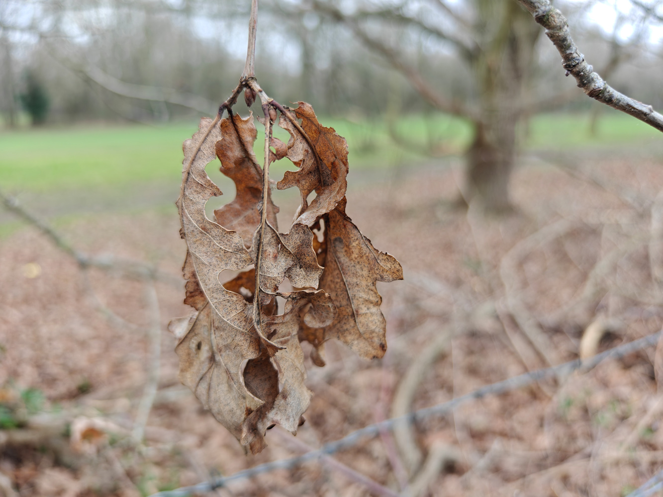 Oppo Find X7 Ultra camera samples leaf