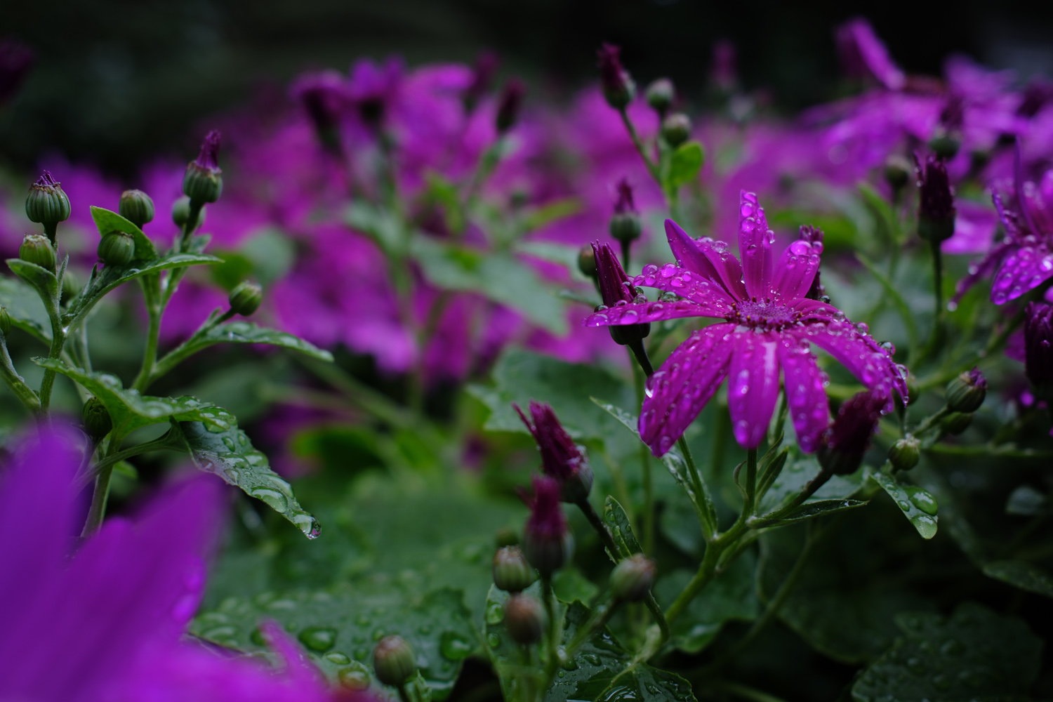 Fujifilm X100 VI samples flowers