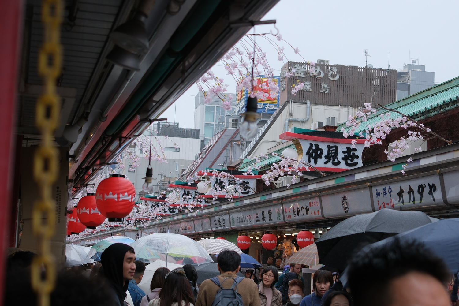 Fujifilm X100 VI samples sakura blossom