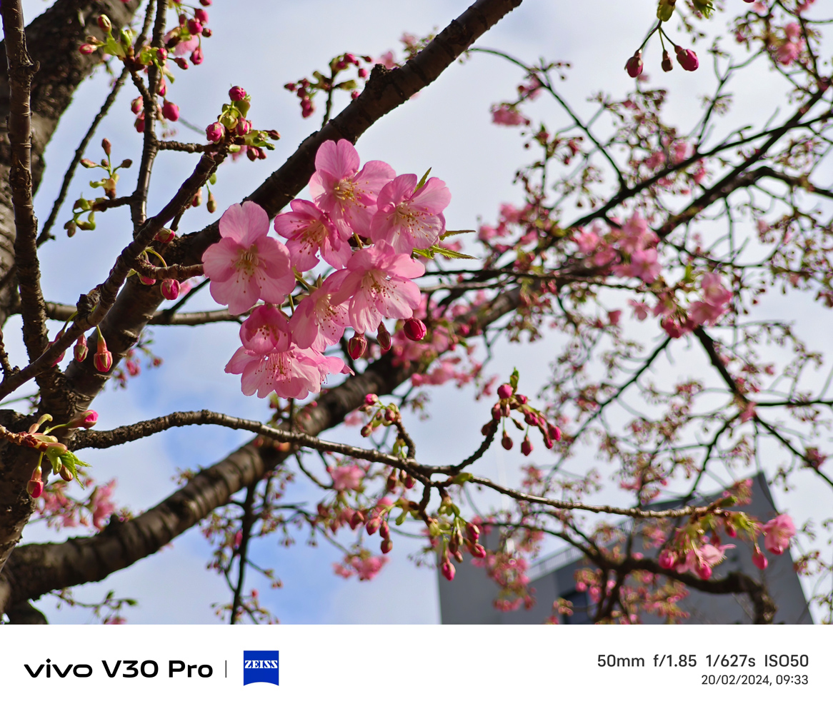 Vivo V30 Pro camera samples sakura blossom