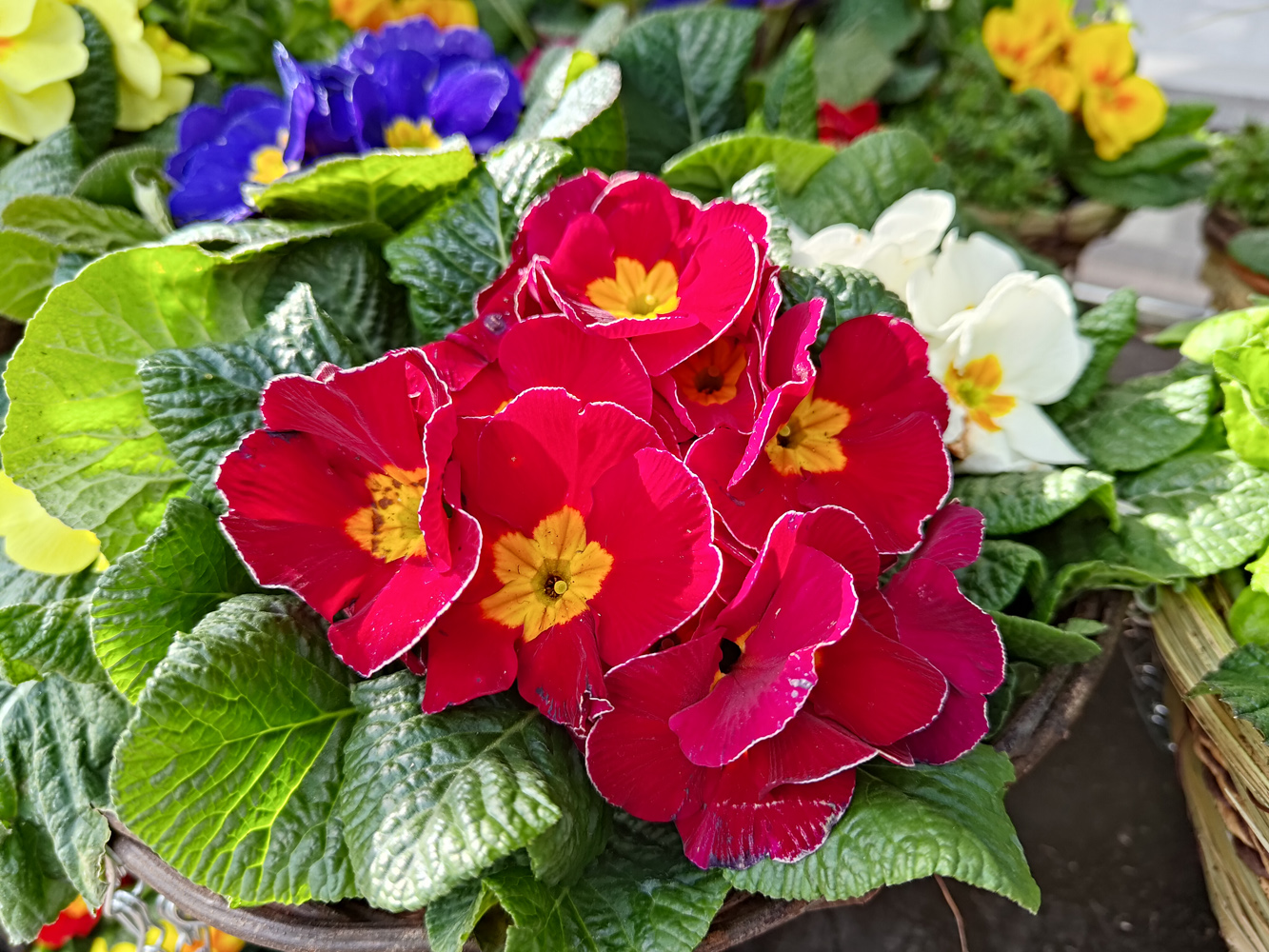 Asus Zenfone 11 Ultra camera samples flowers