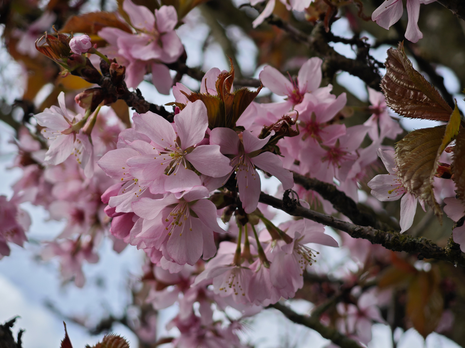 Xiaomi 14 Ultra camera samples cherry blossom