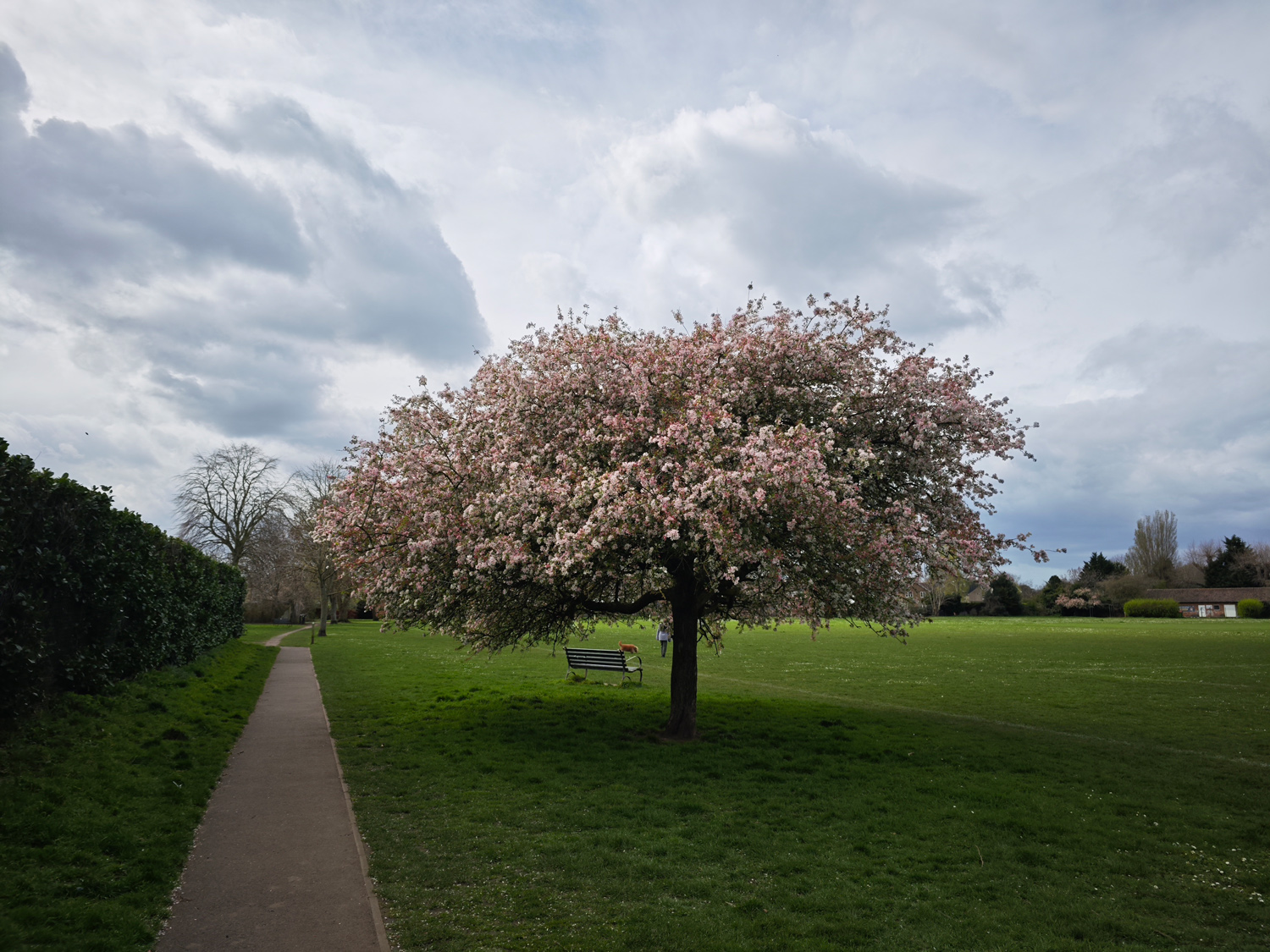 Xiaomi 14 Ultra camera samples cherry tree