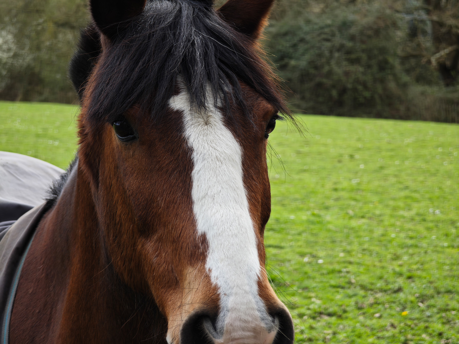 Xiaomi 14 Ultra camera samples horse closeup