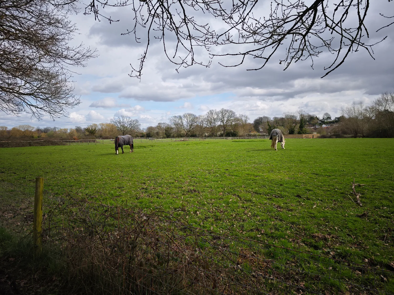 Xiaomi 14 Ultra camera samples horses