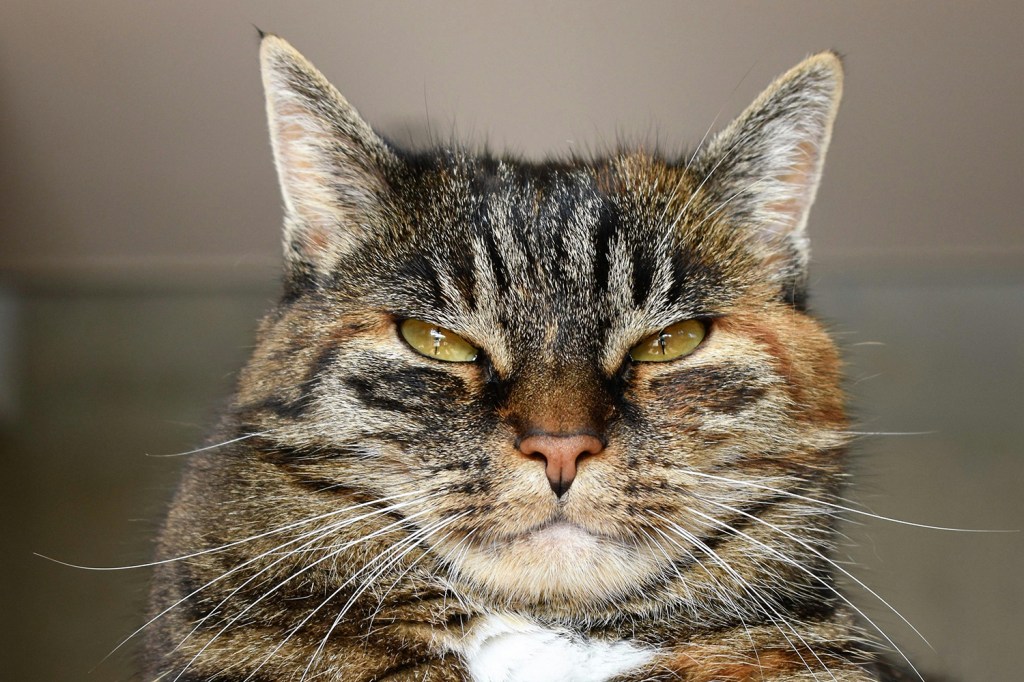 Peculiar CES 2025 technology related to cats. This is an image of a cat.