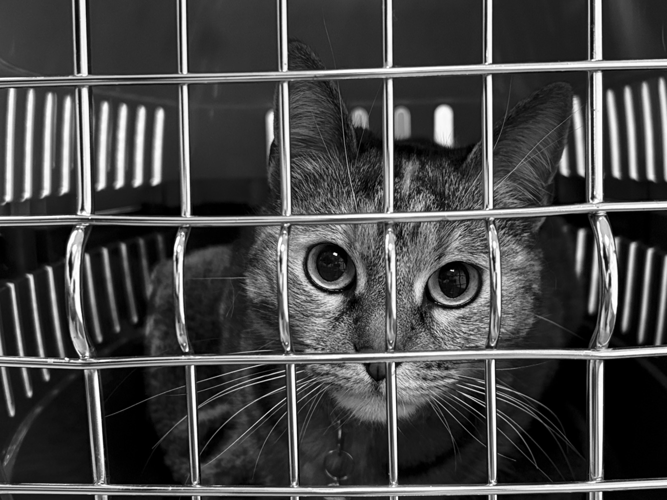 Leica Lux Grip sample cat