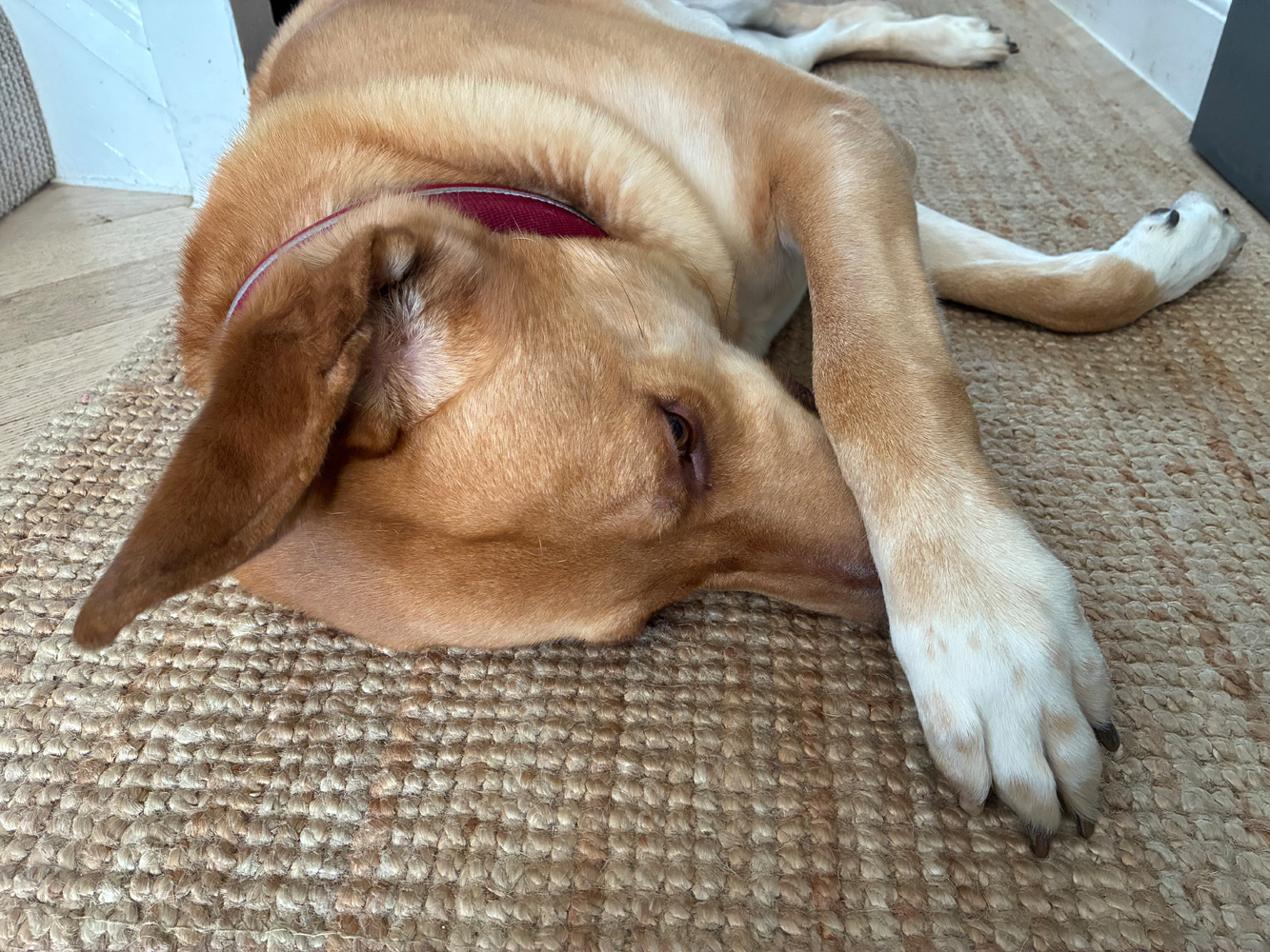 Apple iPhone 16e cameras samples dog hiding