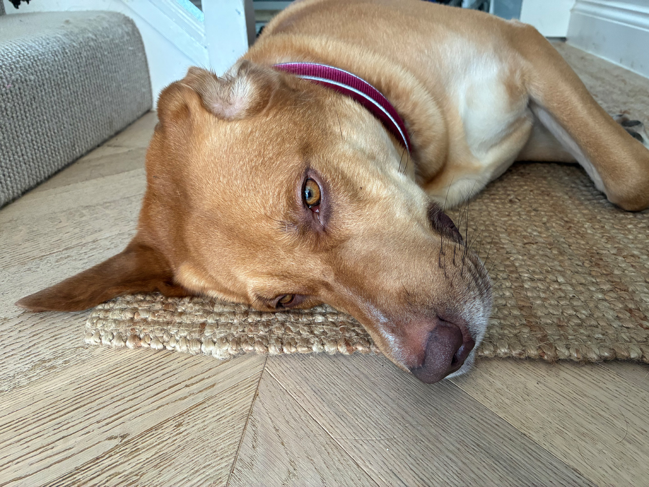 Apple iPhone 16e cameras samples dog