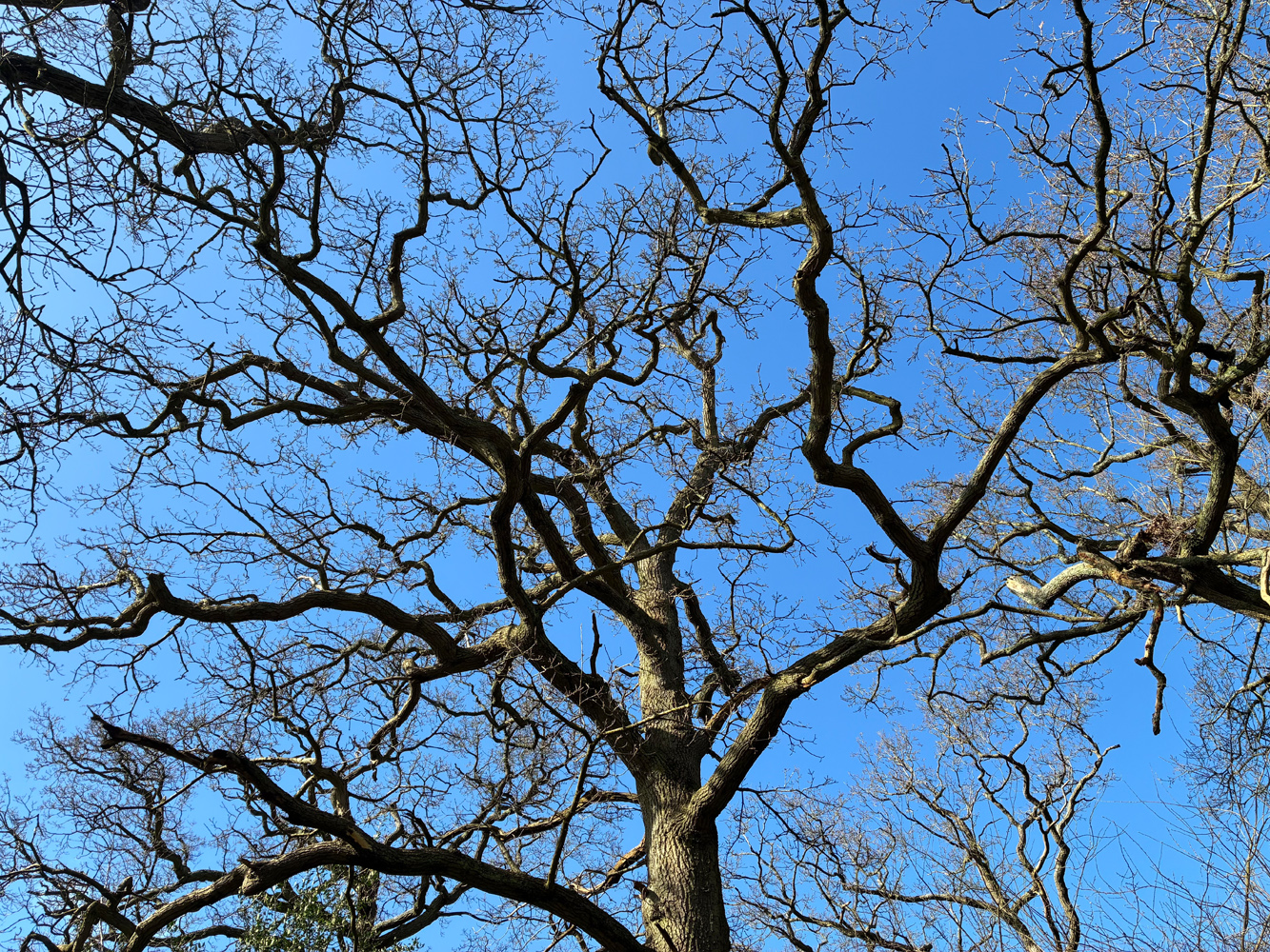 Apple iPhone 16e cameras samples trees