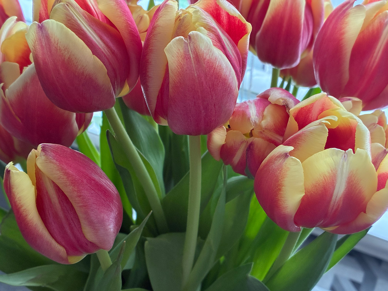Apple iPhone 16e cameras samples tulips