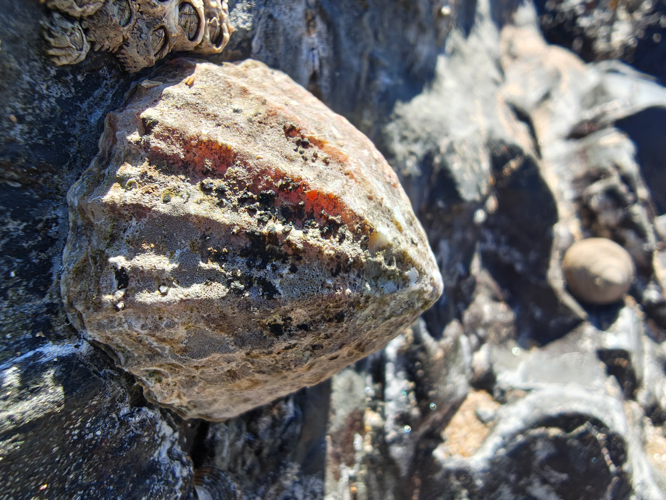 Motorola Razr 60 Ultra camera samples macro limpet