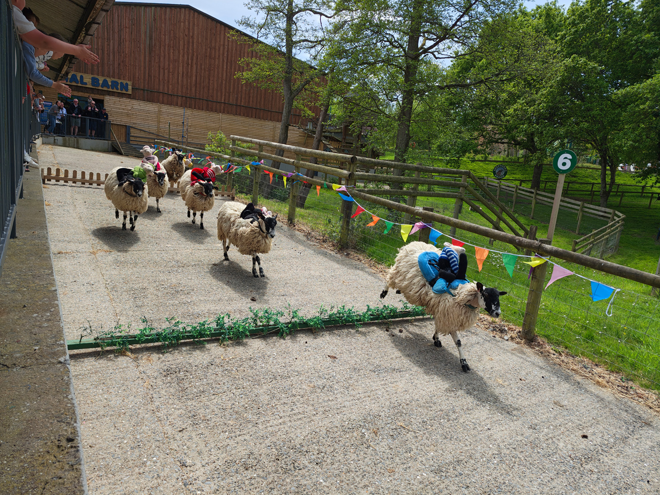 Motorola Razr 60 Ultra camera samples sheep racing