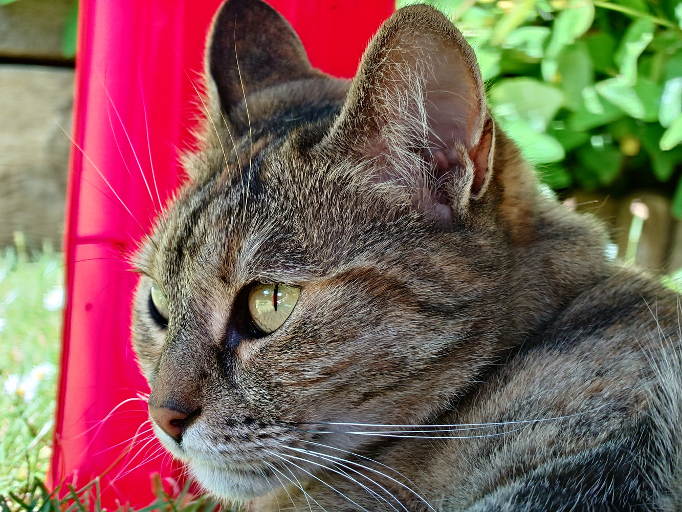 Sony Xperia 1 VII camera samples cat