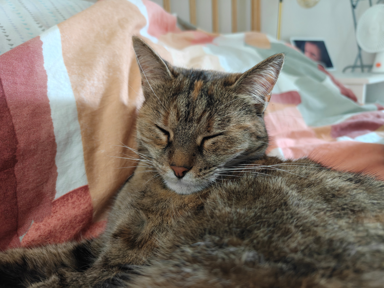 OnePlus 13s camera samples cat