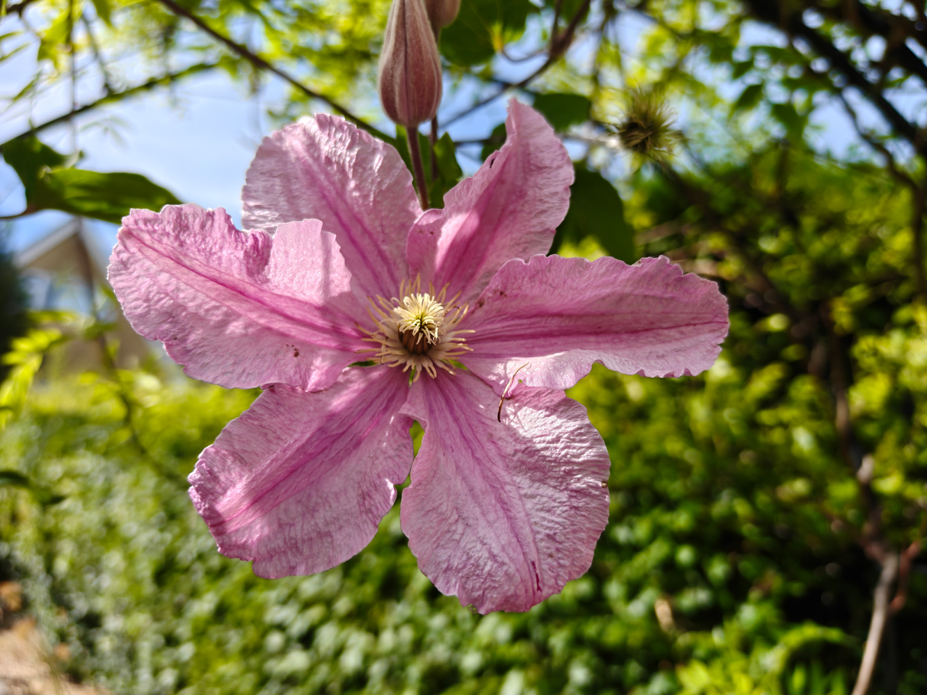 OnePlus 13s camera samples flower