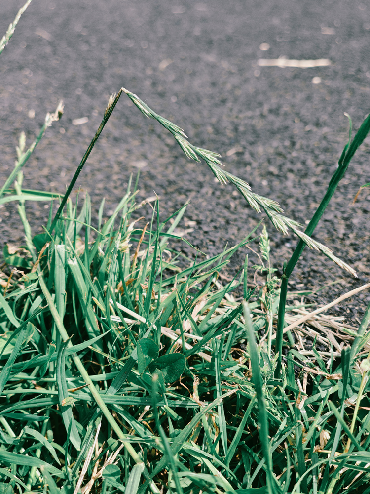 OnePlus 13s camera samples grass