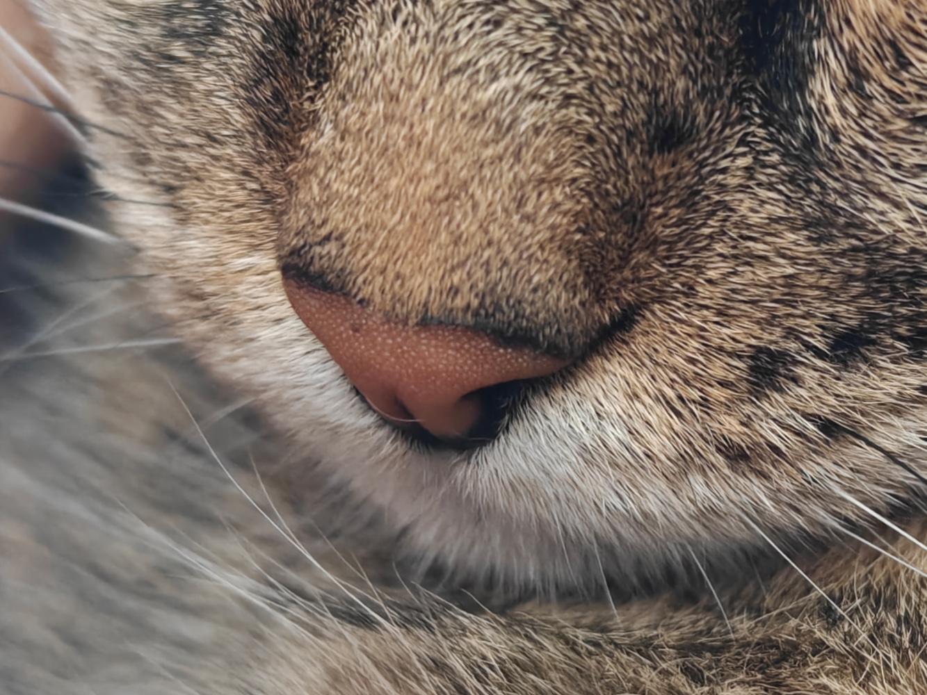 OnePlus 13s camera samples macro cat