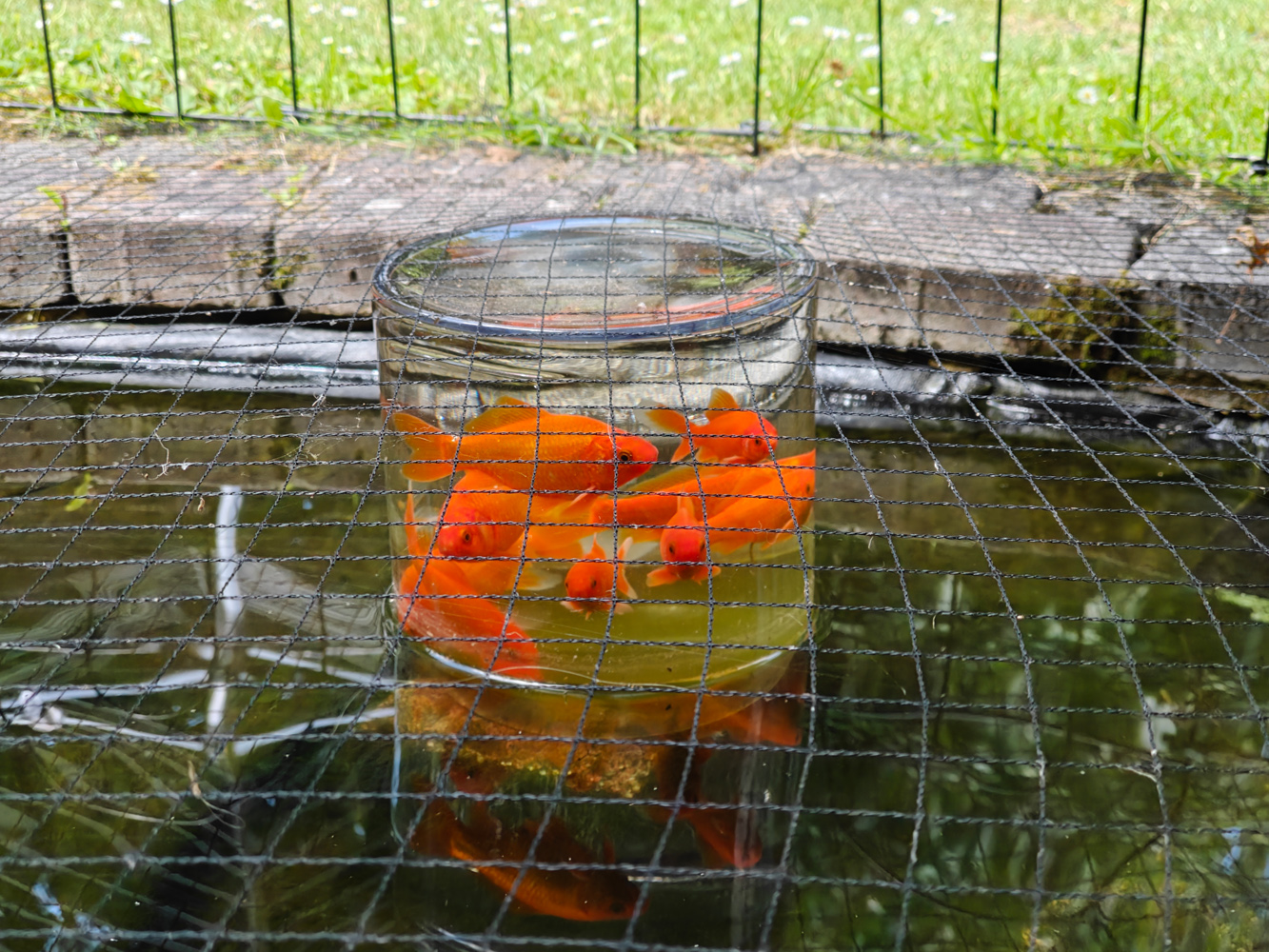OnePlus 13s camera samples pond 2x