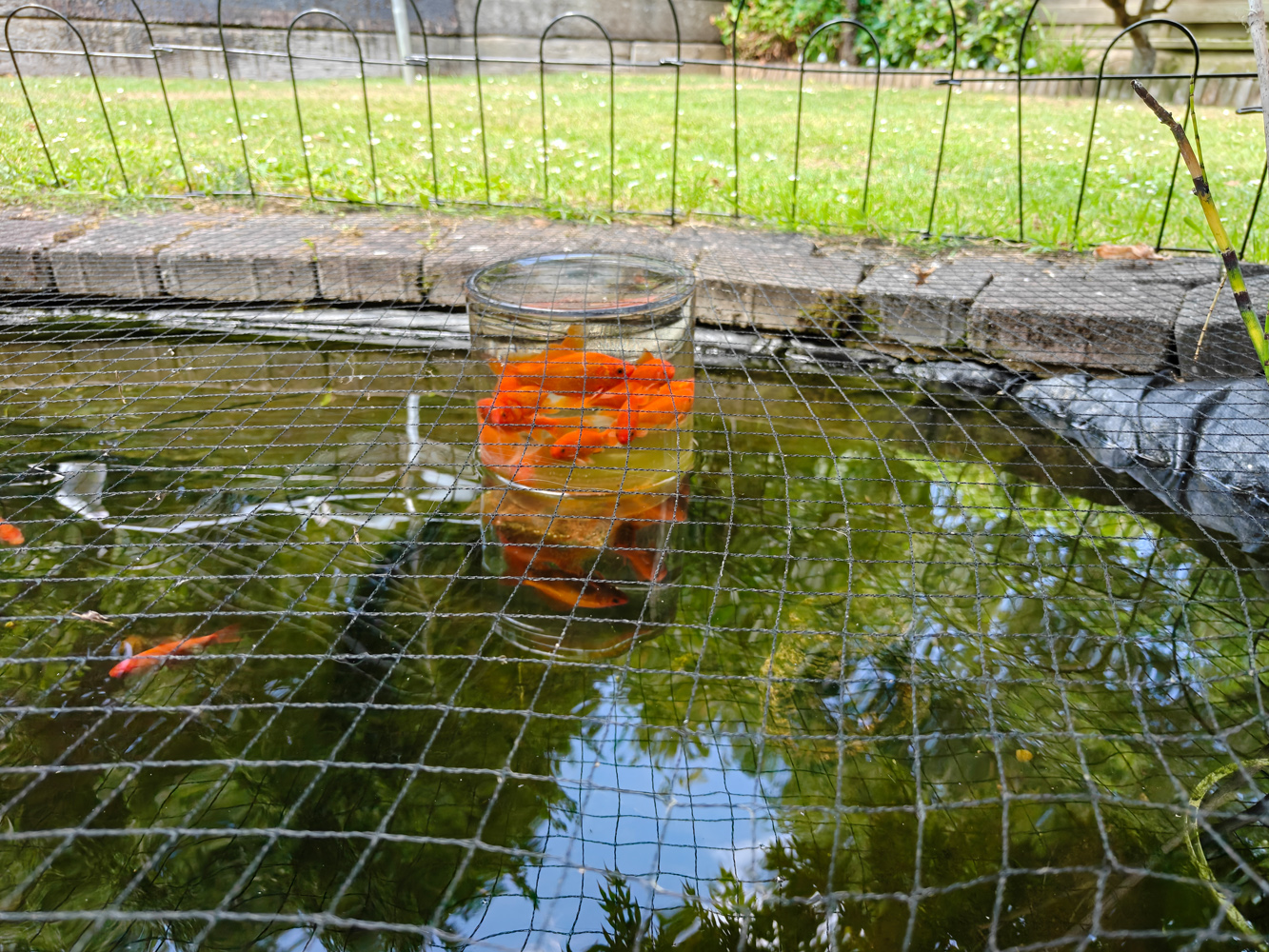 OnePlus 13s camera samples pond