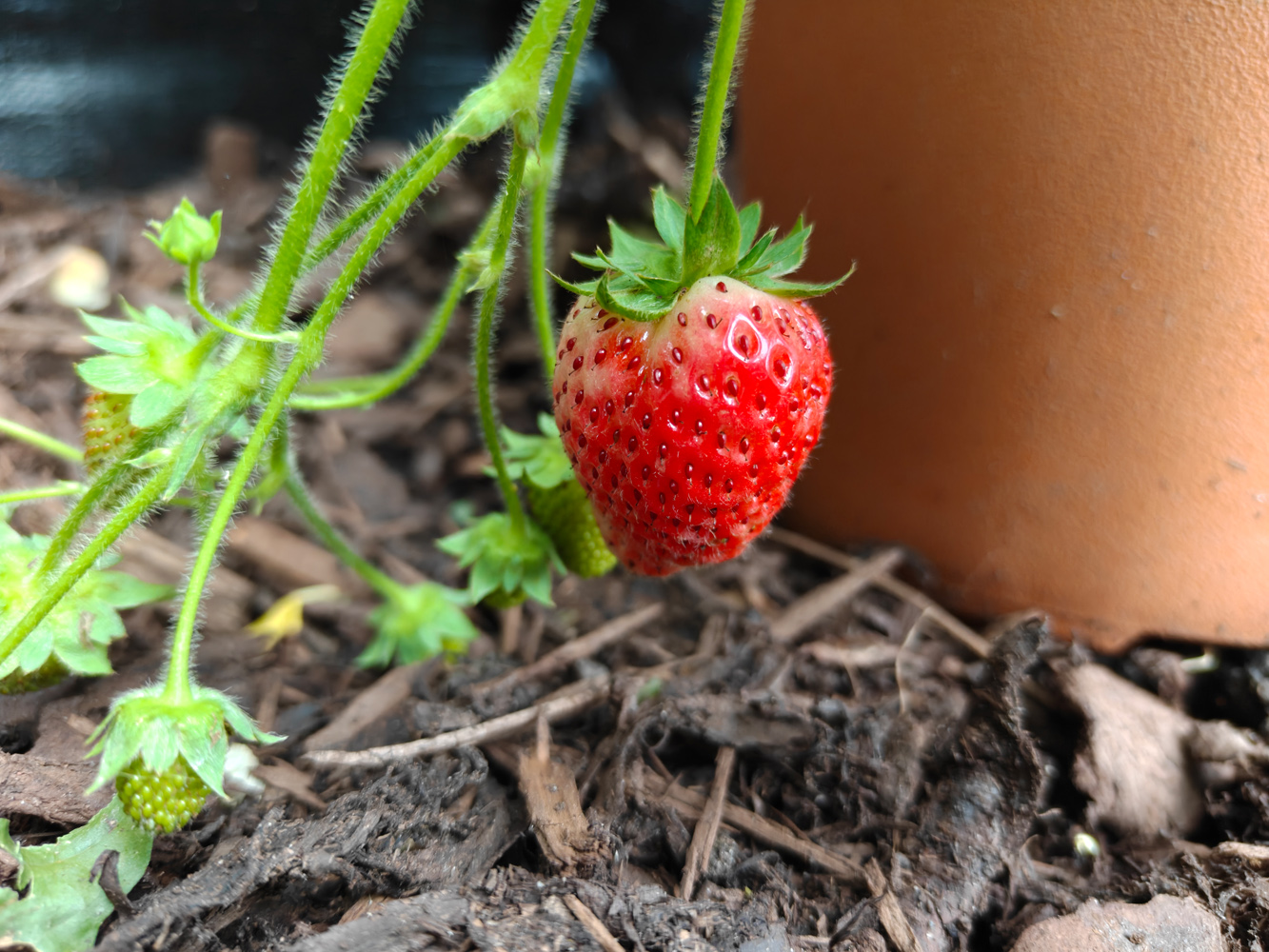 OnePlus 13s camera samples strawberry