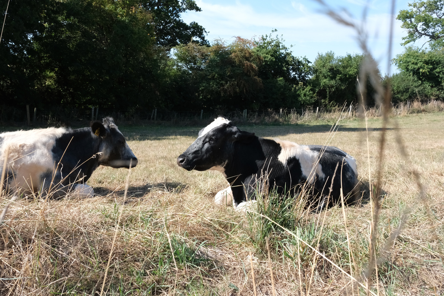 Fujifilm X-E5 camera samples cows