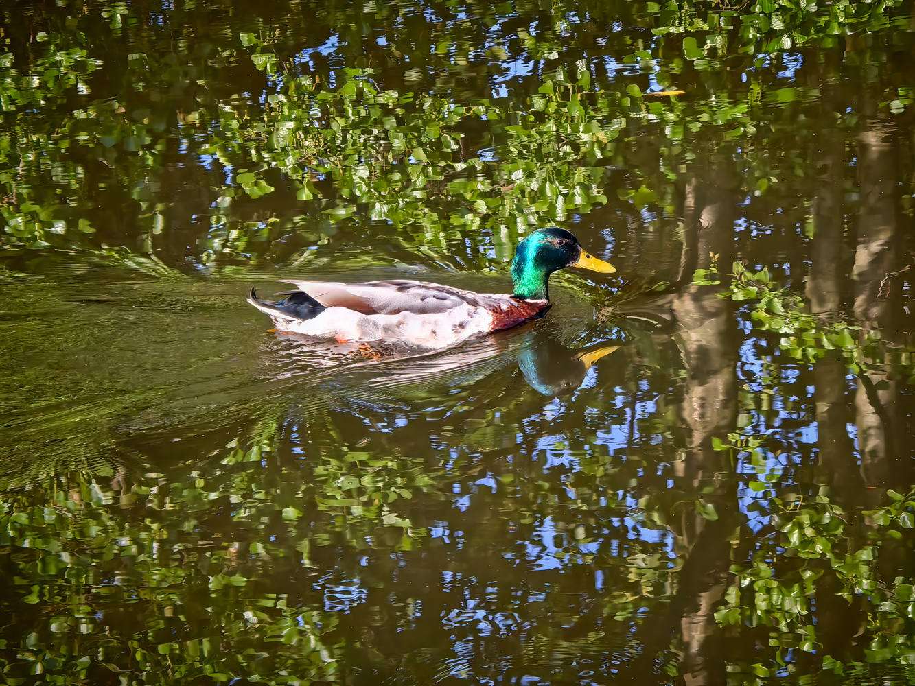 Huawei Pura 80 Ultra camera samples duck
