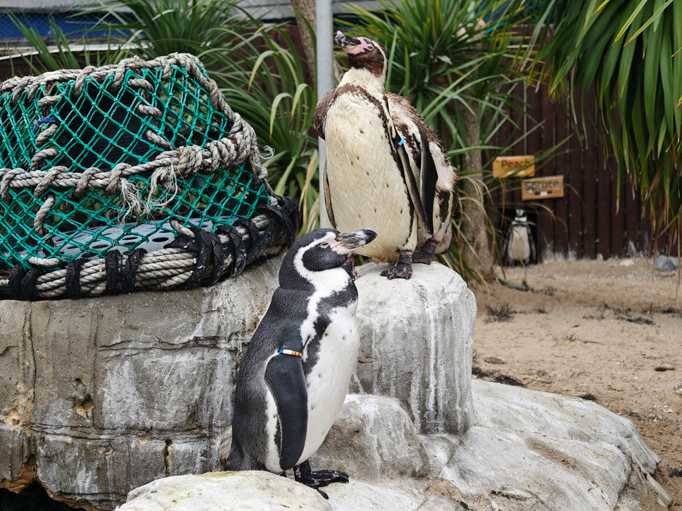 Oppo Find X8 ultra camera samples penguins