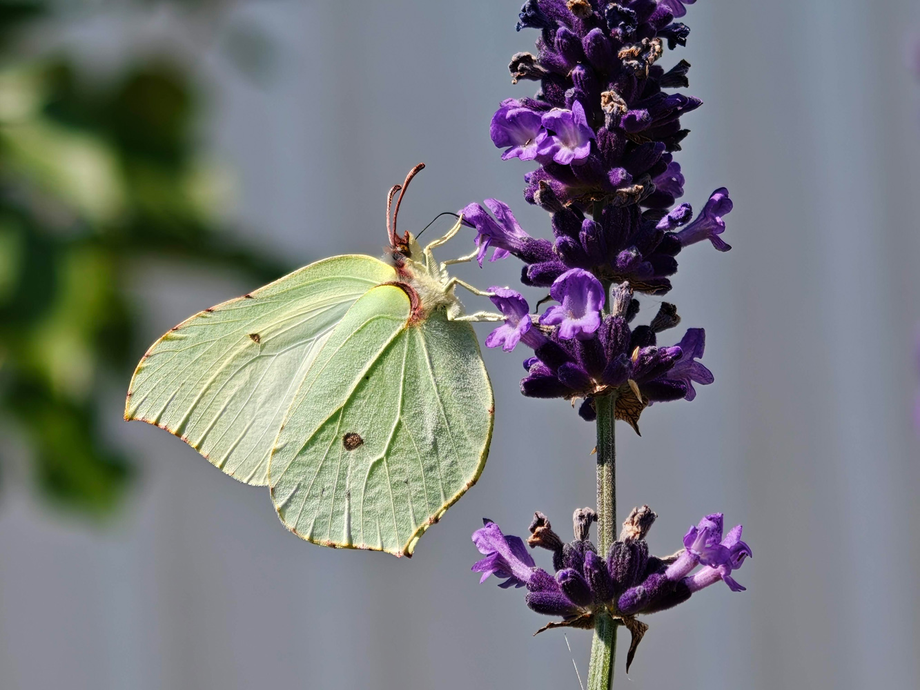 Oppo Find X8 ultra macro butterfly
