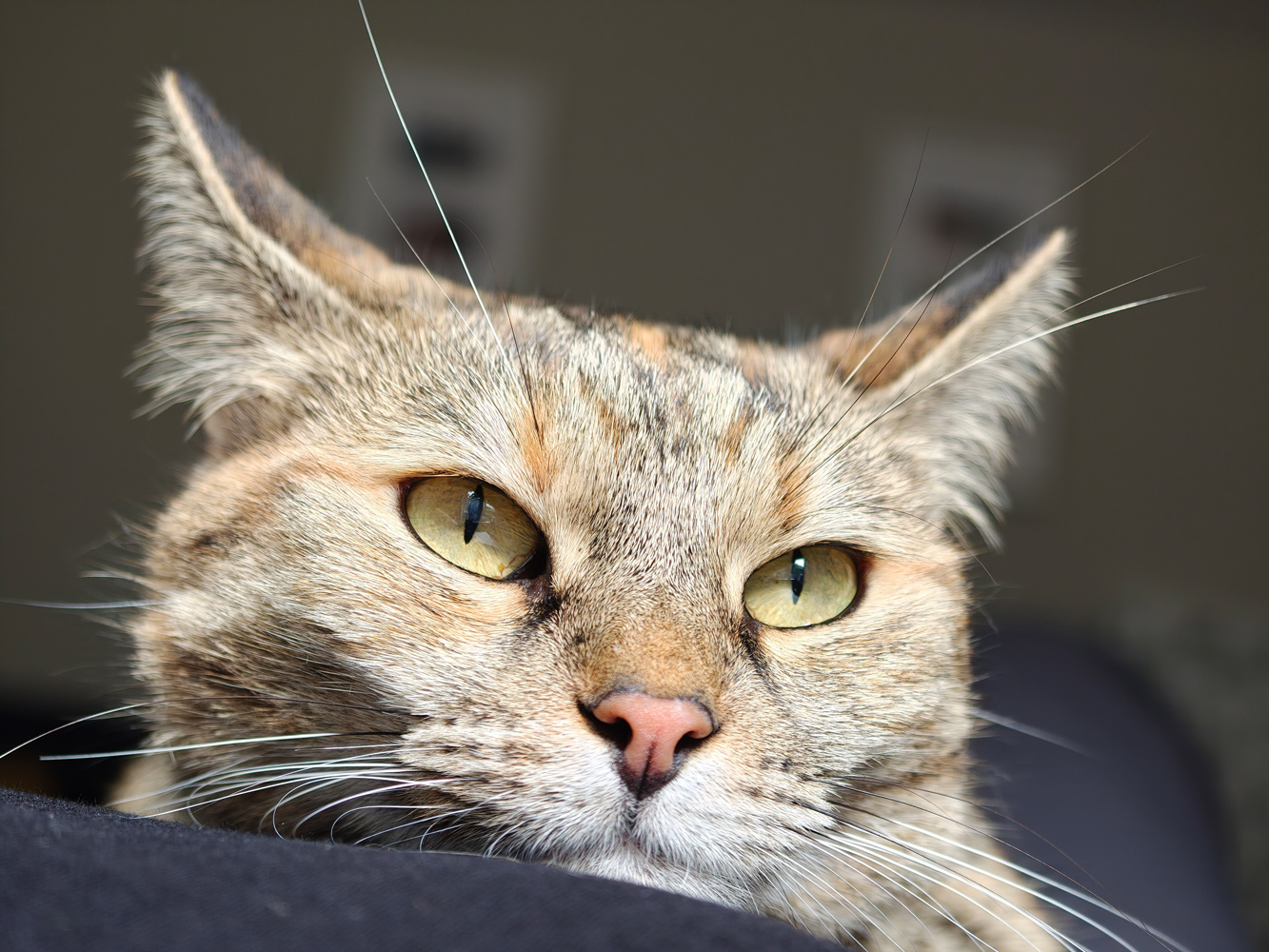 Oppo Find X8 ultra macro cat