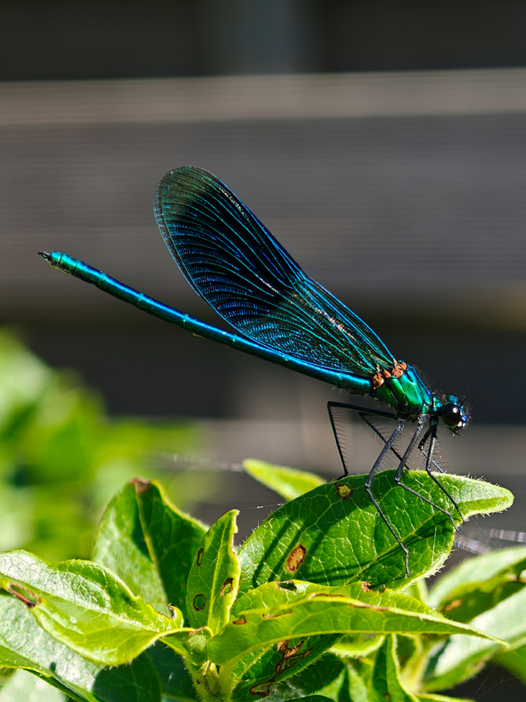 Oppo Find X8 ultra macro dragonfly