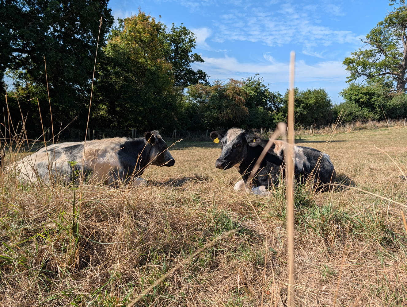 Pixel 10 Pro XL camera samples cows 1x