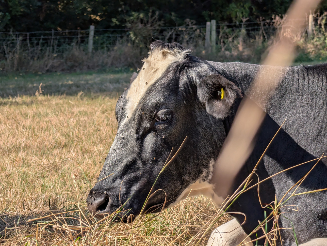 Pixel 10 Pro XL camera samples cows 5x