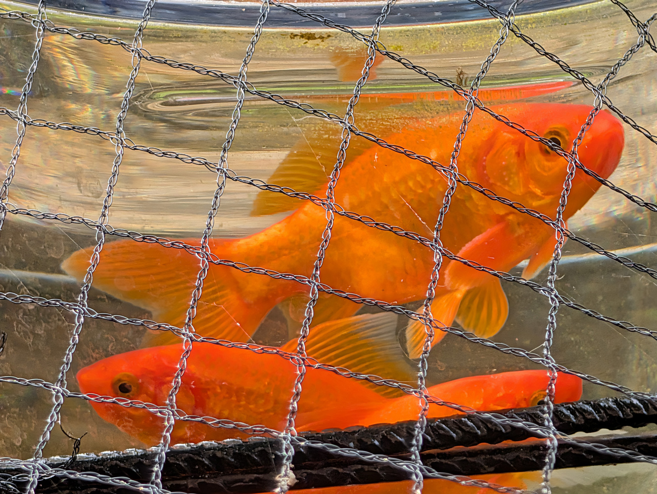 Pixel 10 Pro XL camera samples fish 5x