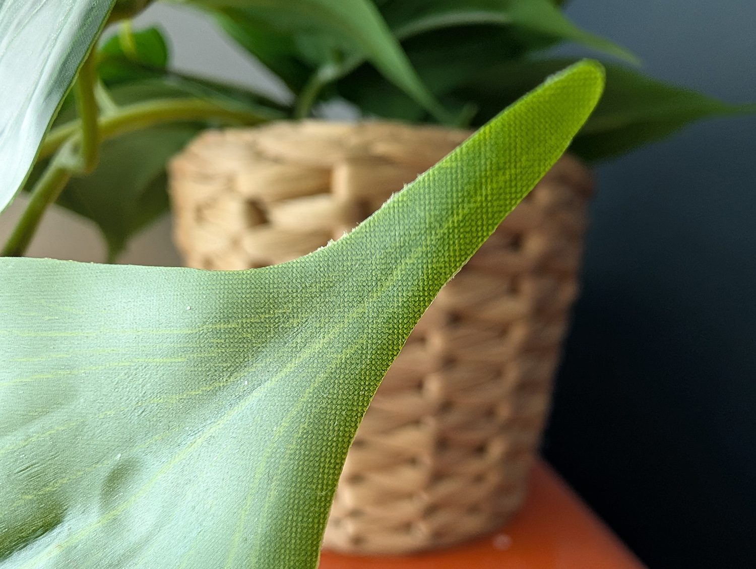 Pixel 10 Pro XL camera samples macro plant