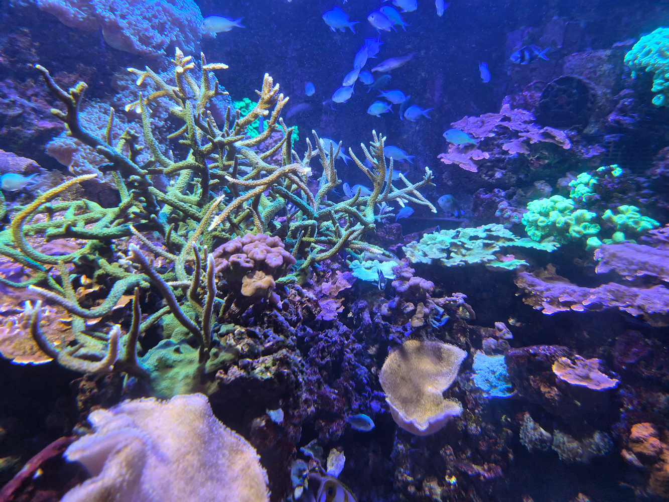 Samsung Galaxy Z Flip 7 FE camera samples coral